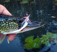 First Fish of 2022 !