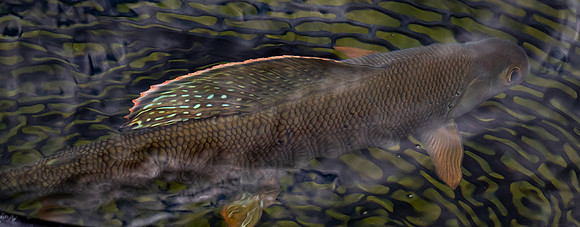 Orange Tipped Dorsal