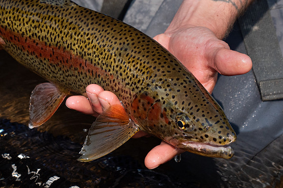 Beautiful Spots ! Leopard Trout