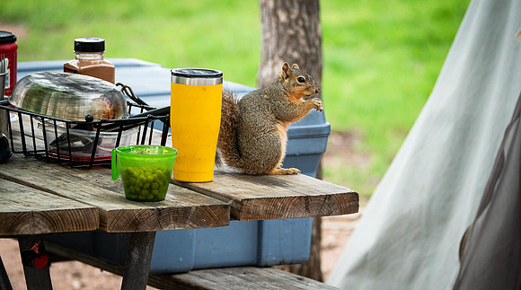 Fox Squirrel