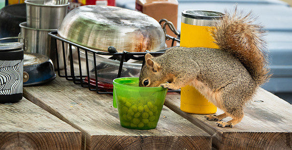 Fox Squirrel