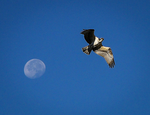 Lunar Osprey