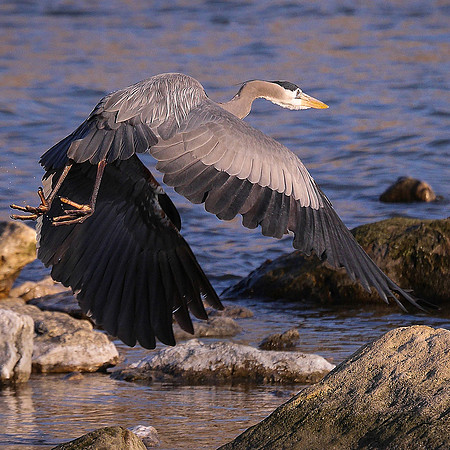 Great Blue Heron near Morris Sheppard Dam