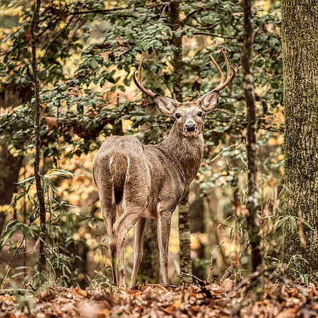 Whitetail Buck near Ioni Creek