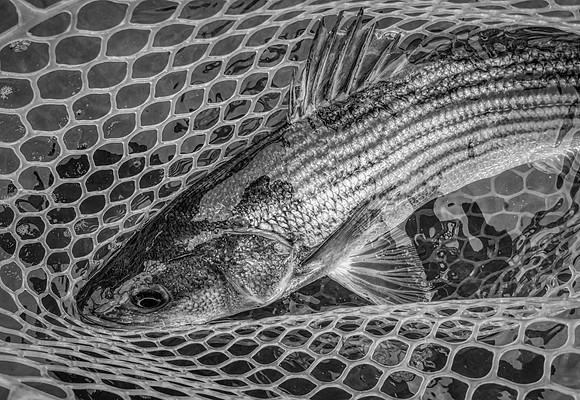 Striper in the Net !