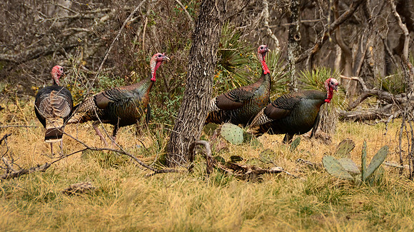 Rio Grande Turkeys near Eagle Creek