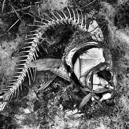 Carp Bones on the Nolan River