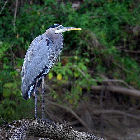 Great Blue Heron on Brazos below Lake Whitney