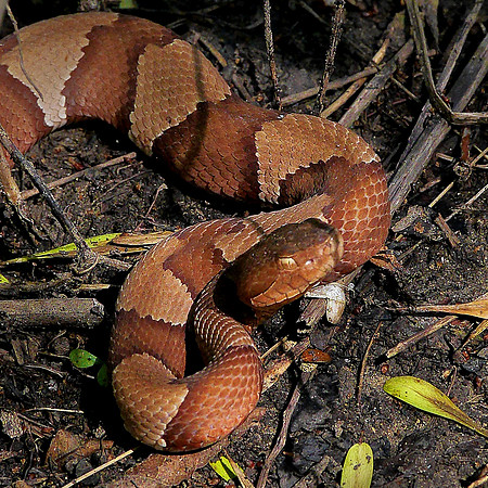 Copperhead on Nolan River Trail