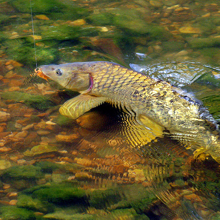 Nolan River Carp