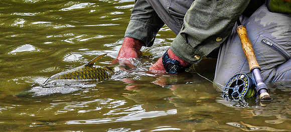 Carp Release