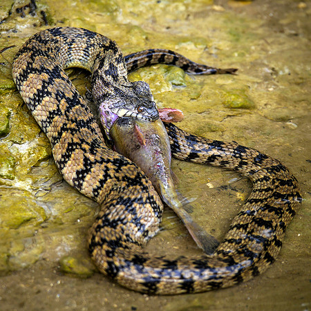 Diamondback Water Snake eating Sunfish on the Nolan River