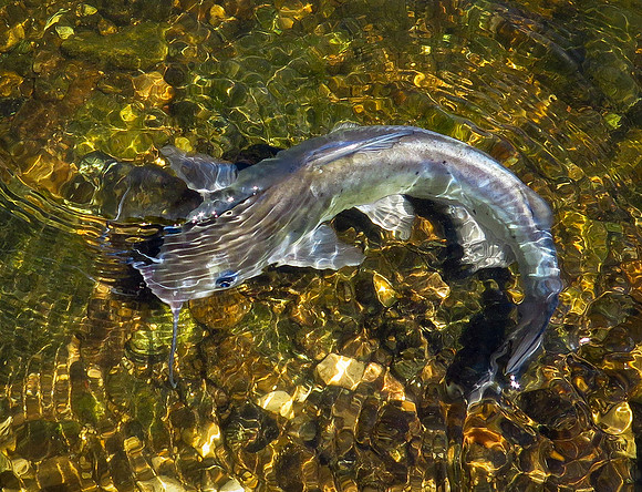 Brazos River Channel Catfish