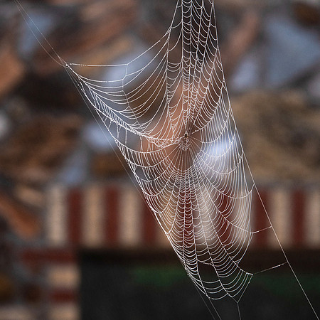 Dew Covered Web