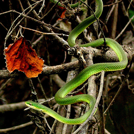 Emerald Vine Snake Brazos River