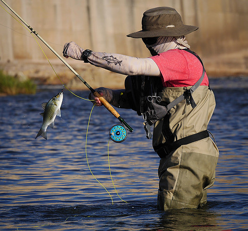 White Bass Springtime Run on the Brazos