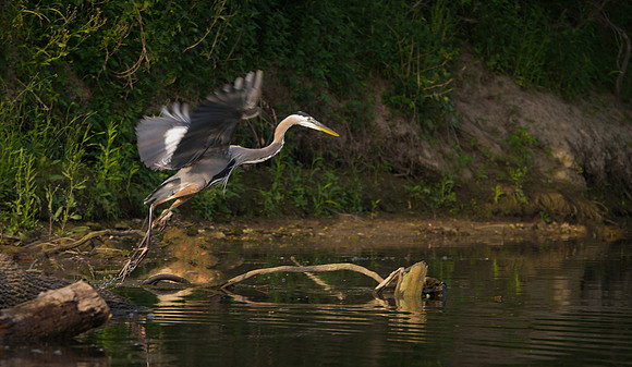 Leaping Great Blue Heron Brazos River