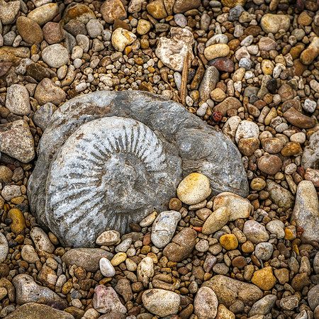 Ammonite Fossil Nolan River
