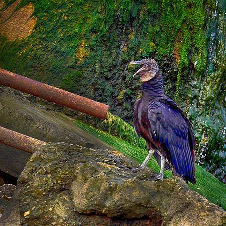 Black Vulture near the Lake Whitney Dam