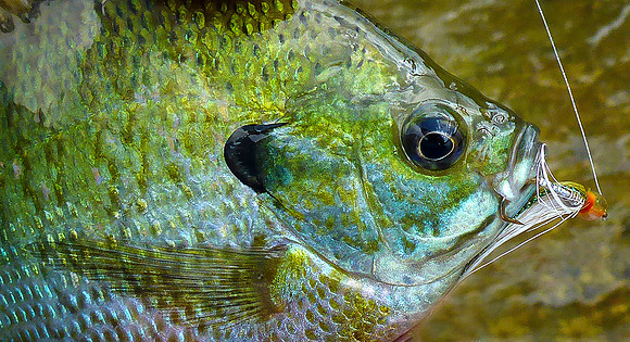 Sunfish Detail