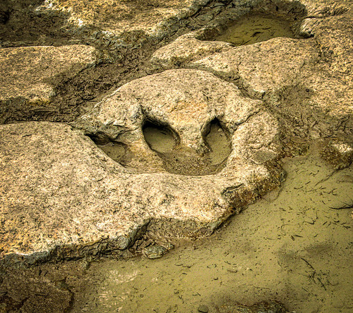 Dinosaur Track Paluxy River