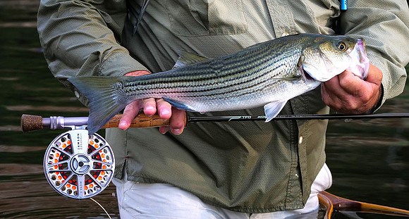 Striped Bass below Lake Possum Kingdom