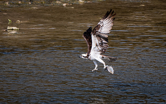 Osprey w/ White Bass on the Nolan River