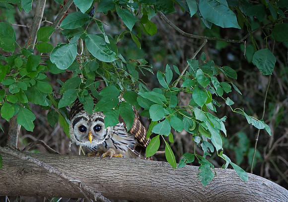 Barred Owl Brazos River TX