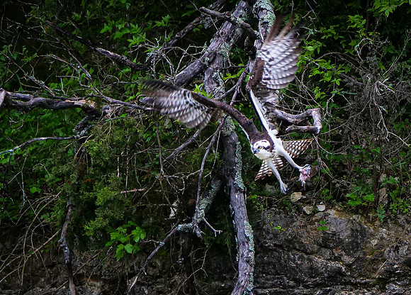 Osprey with Lunch !