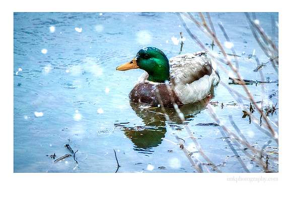 Mallard Drake Snowfall