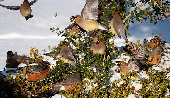 Cedar Waxwings & Robins in a Yaupon berry  feeding frenzy