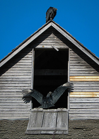 Black Vultures @ Penn Farm , Cedar Hill State Park