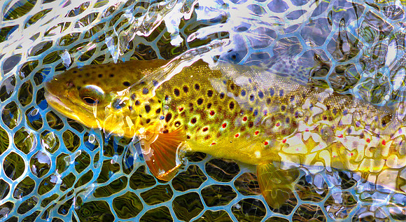 Net Shot