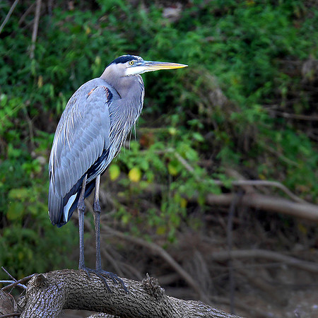Kayak stalking