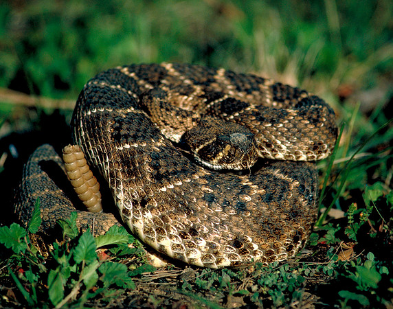 Western Diamondback Rattlesnake