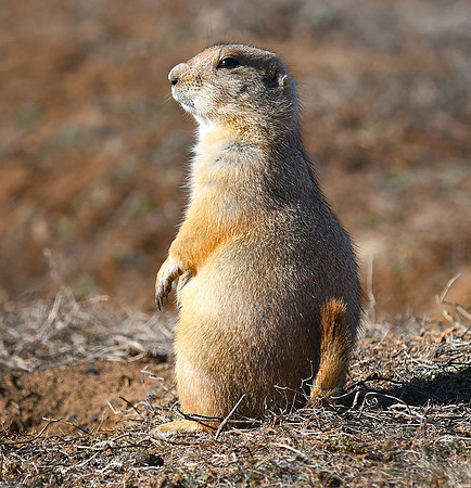 Prairie Dog WMWR OK