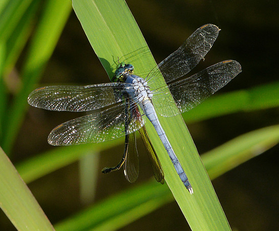 Dragonfly with Prey