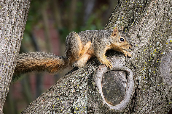 Fox Squirrel