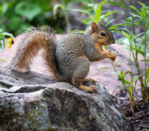 Fox Squirrel