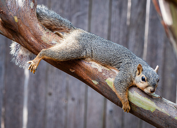 Fox Squirrel