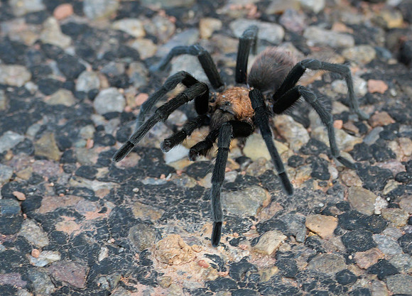 Tarantula