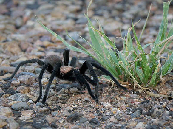 Tarantula
