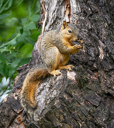 Fox Squirrel
