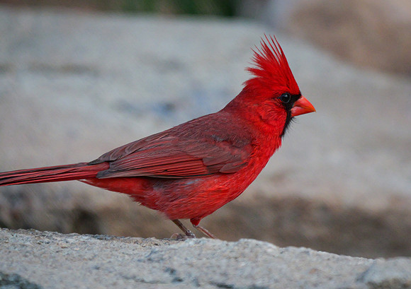 Male Cardinal