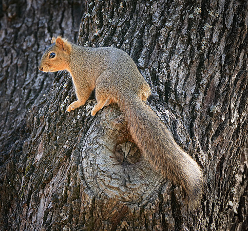 Fox Squirrel