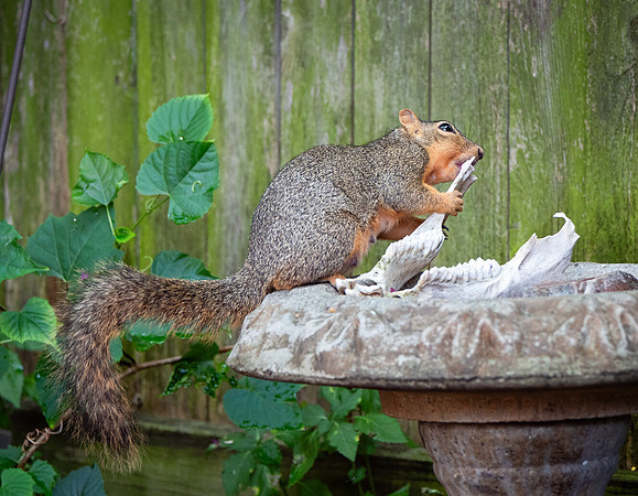 Fox Squirrel