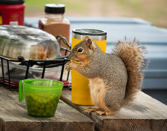 Fox Squirrel