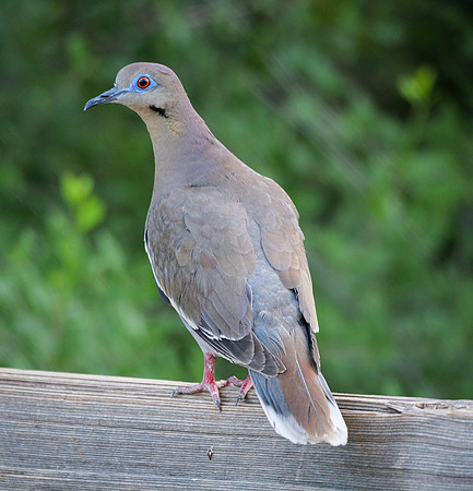 White Wing Dove