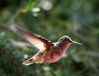 Hummer