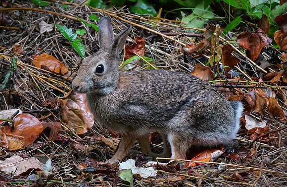 Cottontail Rabbit